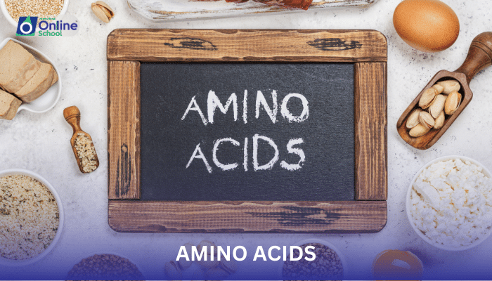 Lesson 12: Amino Acids